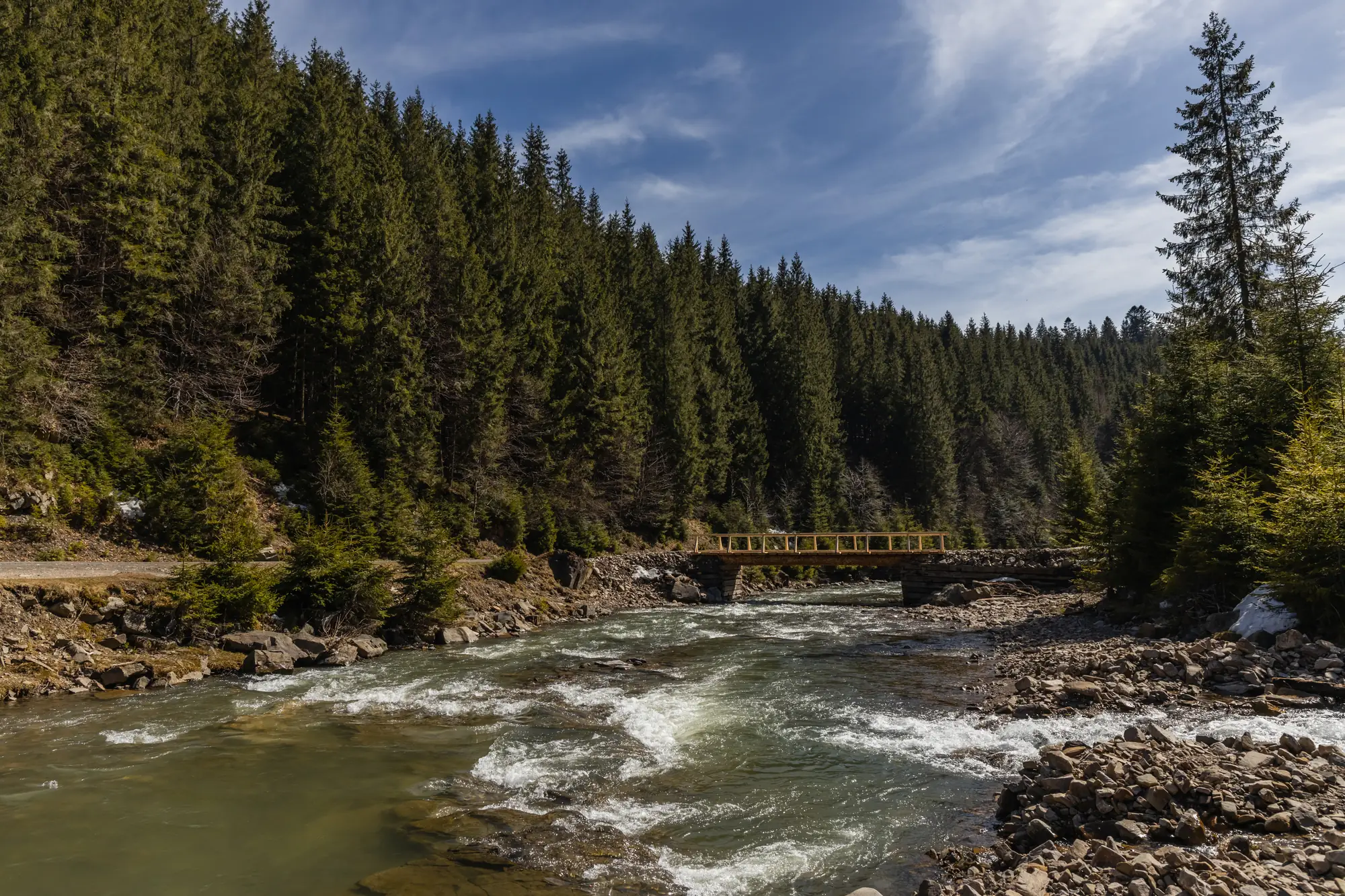A whitewater river running through a pine forest under a footbridge